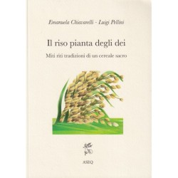 Il riso pianta degli Dei